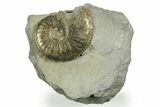 Pyritized Jurassic Ammonite (Amaltheus) Fossil - France #367609-1